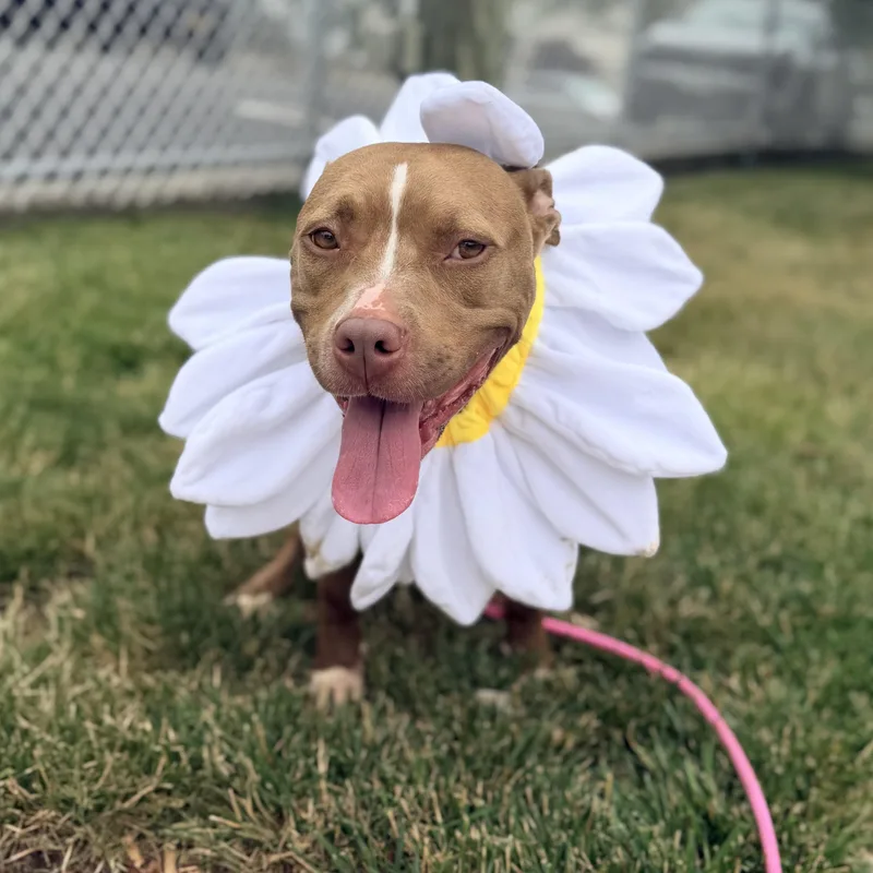Daisy thumbnail 3