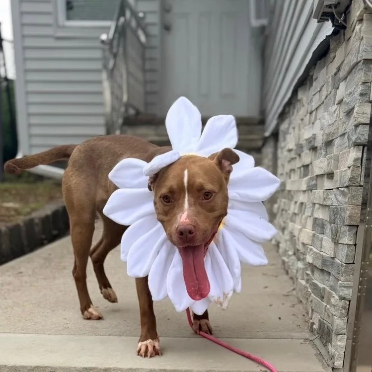 Daisy thumbnail 5