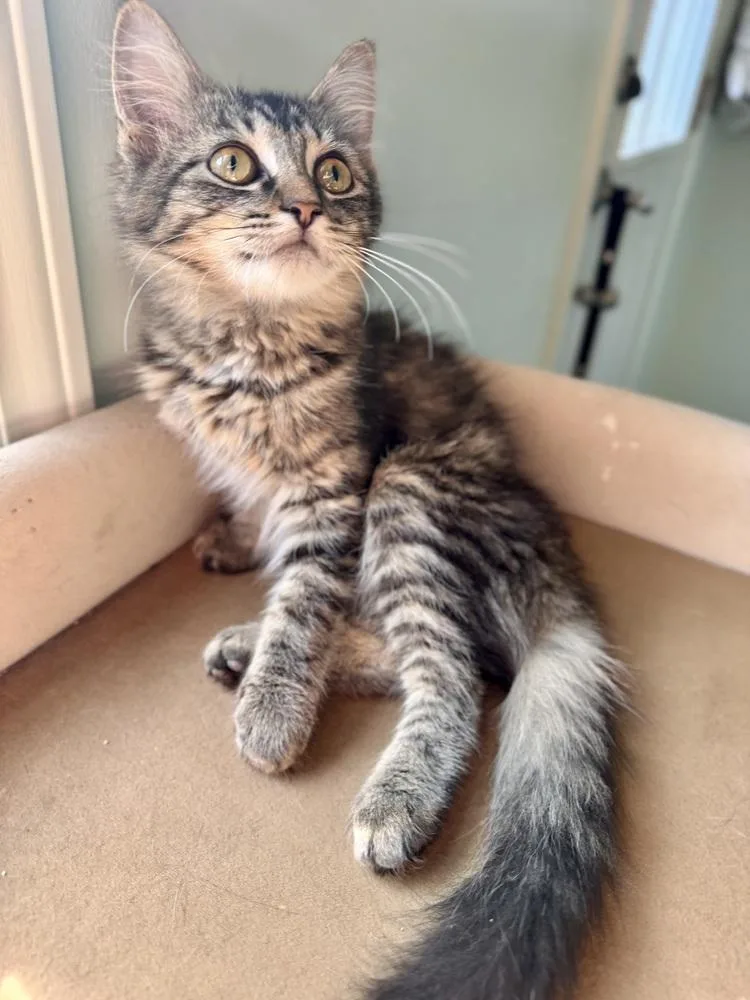 A baby small-sized female Brown / Chocolate Domestic Short Hair cat named Halsey for adoption in Evansville, IN