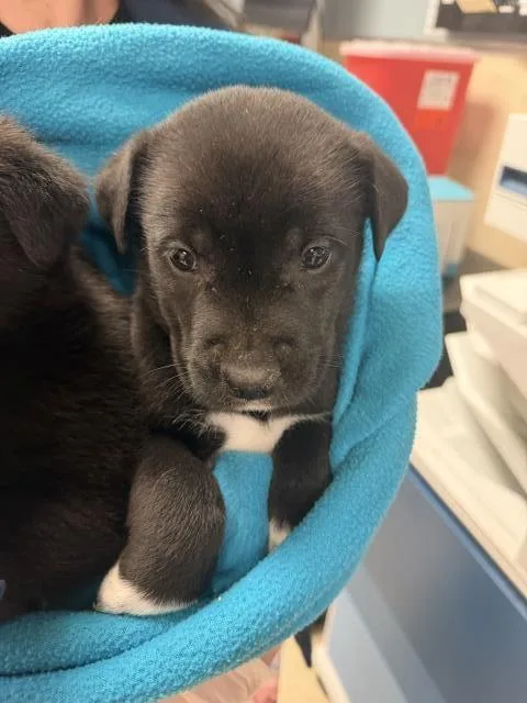 A baby small-sized male Labrador Retriever dog named Buddy for adoption in Riverside, CA