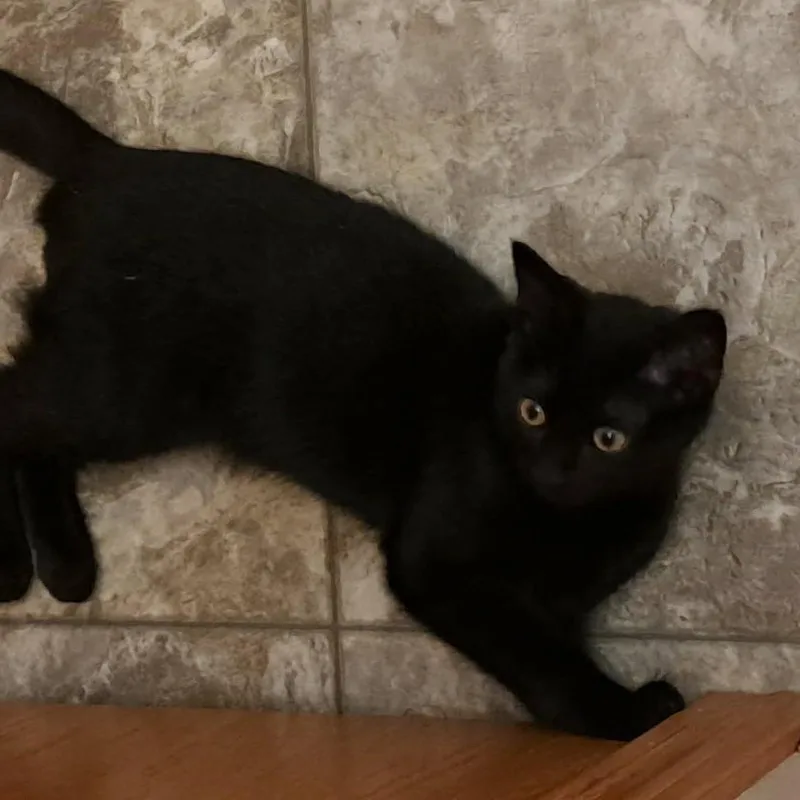 A baby small-sized male Domestic Short Hair cat named Nyx for adoption in Alma, WI