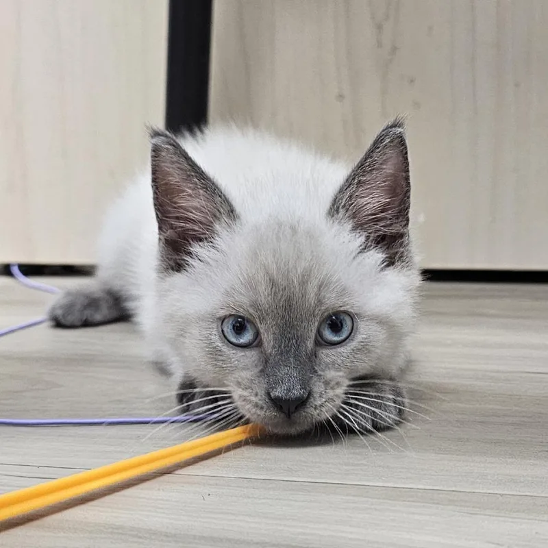 A baby small-sized male Lilac Point Domestic Short Hair cat named Whiplash for adoption in Fort Smith, AR
