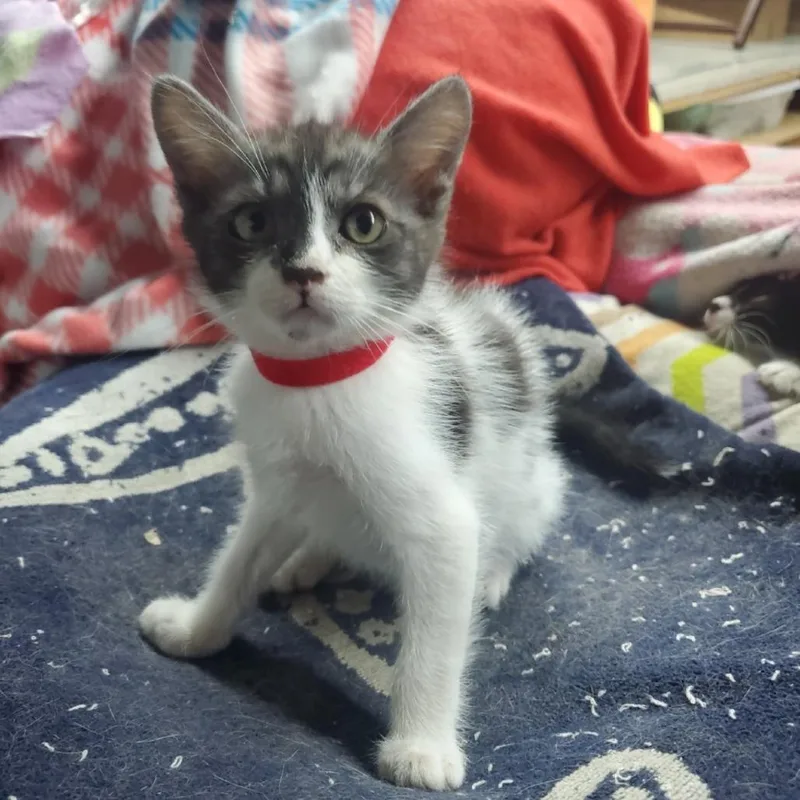 A baby small-sized male White Domestic Short Hair cat named Compass for adoption in Westminster, CA