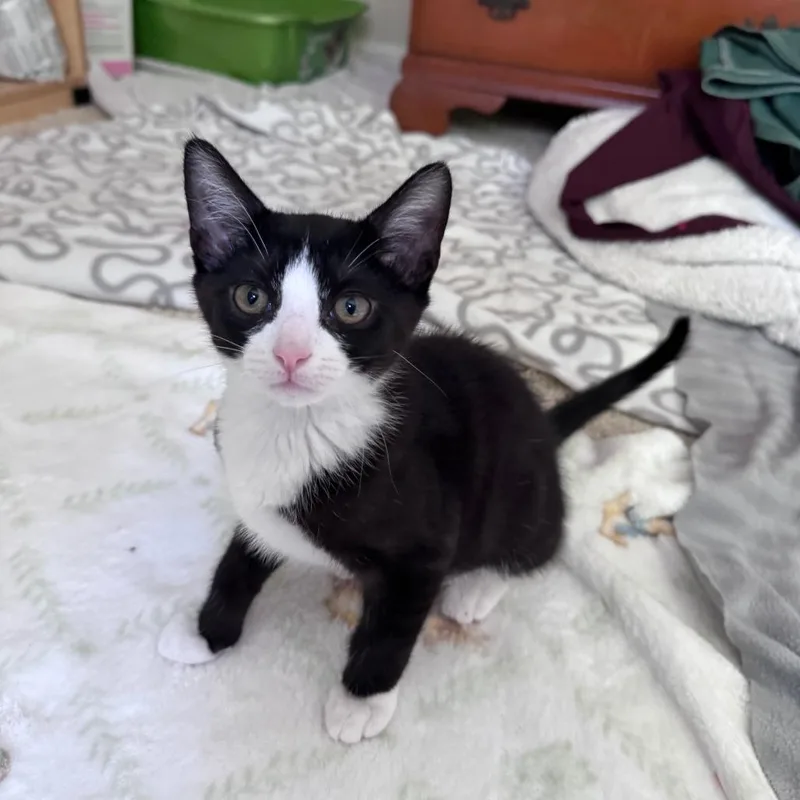 A baby small-sized male Black Domestic Short Hair cat named Panther for adoption in Chantilly, VA