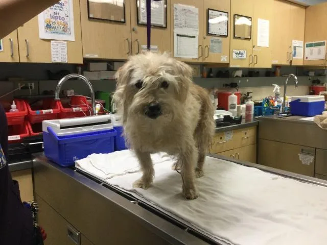 A senior small-sized male Terrier dog named Harry for adoption in Riverside, CA