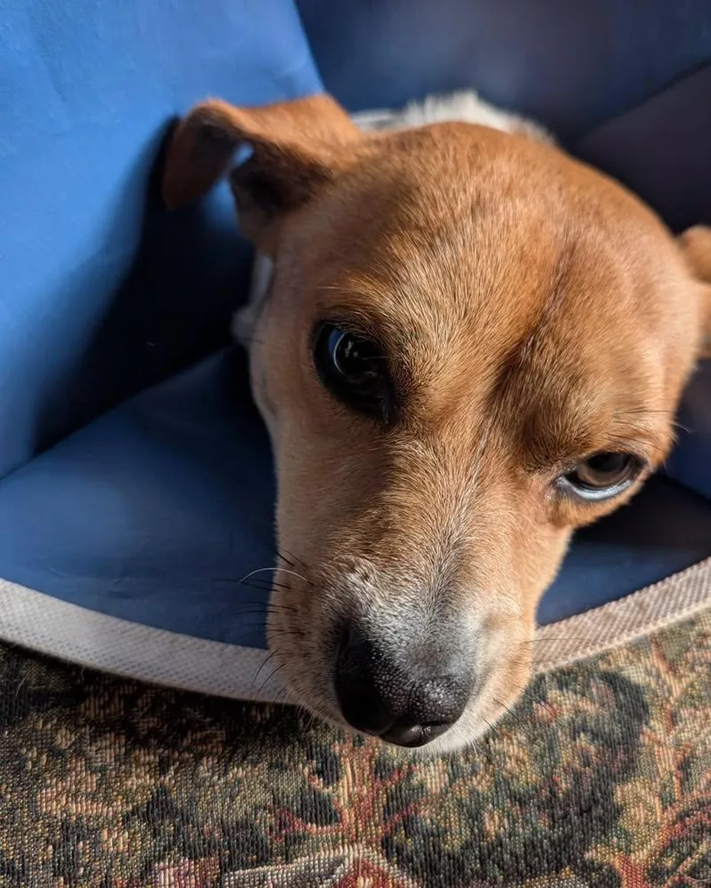 An adult small-sized male Beagle dog named M.b. for adoption in Sheridan, OR