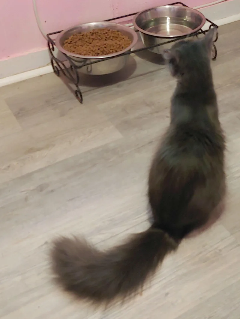 An adult medium-sized female Gray & White Domestic Long Hair cat named Sable for adoption in Pompano Beach, FL
