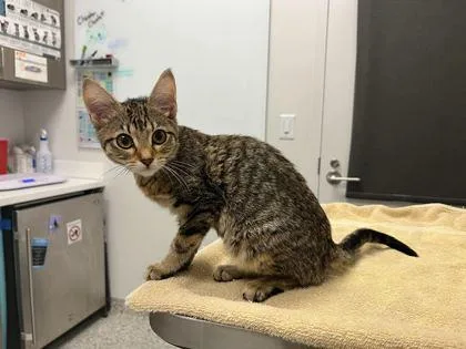 A baby small-sized female Brown / Chocolate Domestic Short Hair cat named The Recipe To Your for adoption in Kansas City, MO