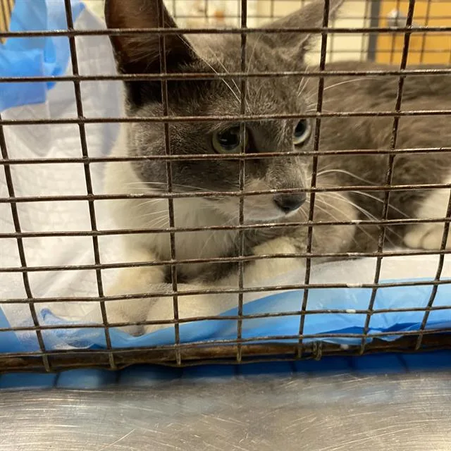 A young small-sized female Domestic Medium Hair cat named A for adoption in Modesto, CA