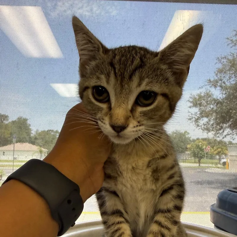 A baby small-sized female Brown / Chocolate Domestic Short Hair cat named Smitten for adoption in Lakeland, FL