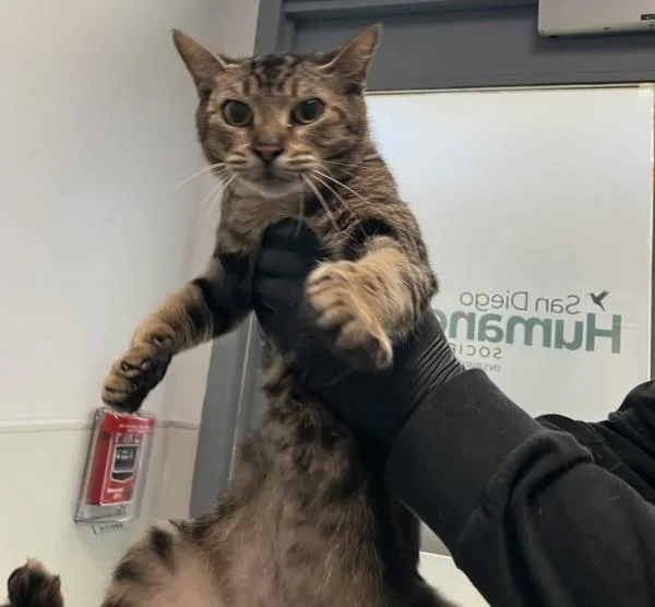 A young small-sized female Domestic Short Hair cat named Ivy for adoption in San Diego, CA