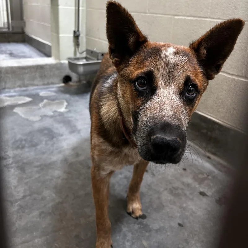 A young small-sized male Brown / Chocolate Cattle Dog dog named IEPAStray for adoption in Upland, CA