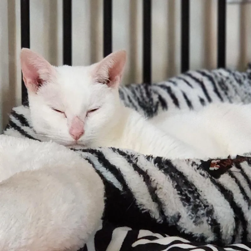 A senior small-sized female White Domestic Short Hair cat named Nova for adoption in Toms Brook, VA