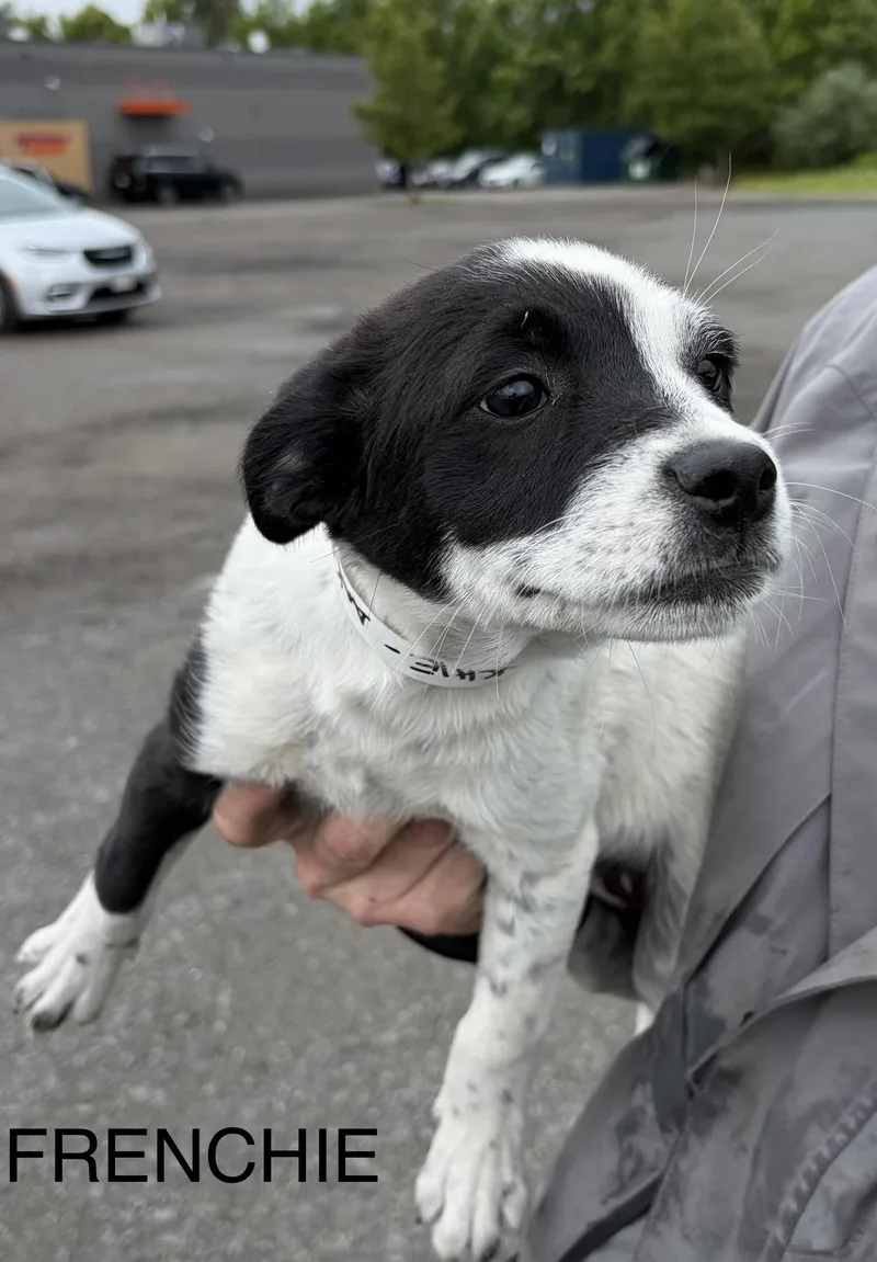 A baby medium-sized female Jack Russell Terrier dog named Frenchie Mgo In Ri for adoption in Warwick, RI