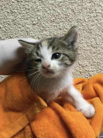 A baby small-sized female Domestic Short Hair cat named Nano for adoption in Riverside, CA