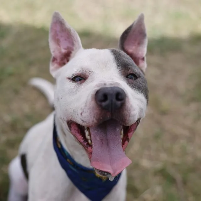 A young medium-sized male American Staffordshire Terrier dog named Robbie for adoption in San Antonio, TX