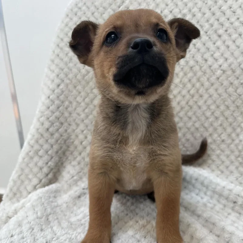 A baby medium-sized female Brown / Chocolate Chihuahua dog named Daphne for adoption in Murray, UT