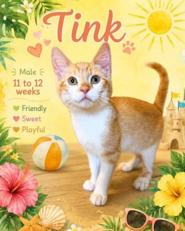 A young small-sized male Orange / Red Domestic Short Hair cat named Tink for adoption in Cortland, OH