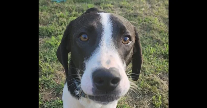 An adult large-sized male Tricolor (Brown, Black, & White) Great Pyrenees dog named Henry for adoption in Dallas, TX