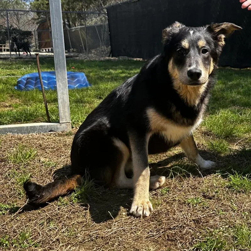 Cappuccino thumbnail 2