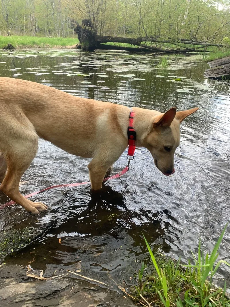 A baby medium-sized female Mixed Breed dog named Stephanie for adoption in Highland, NY