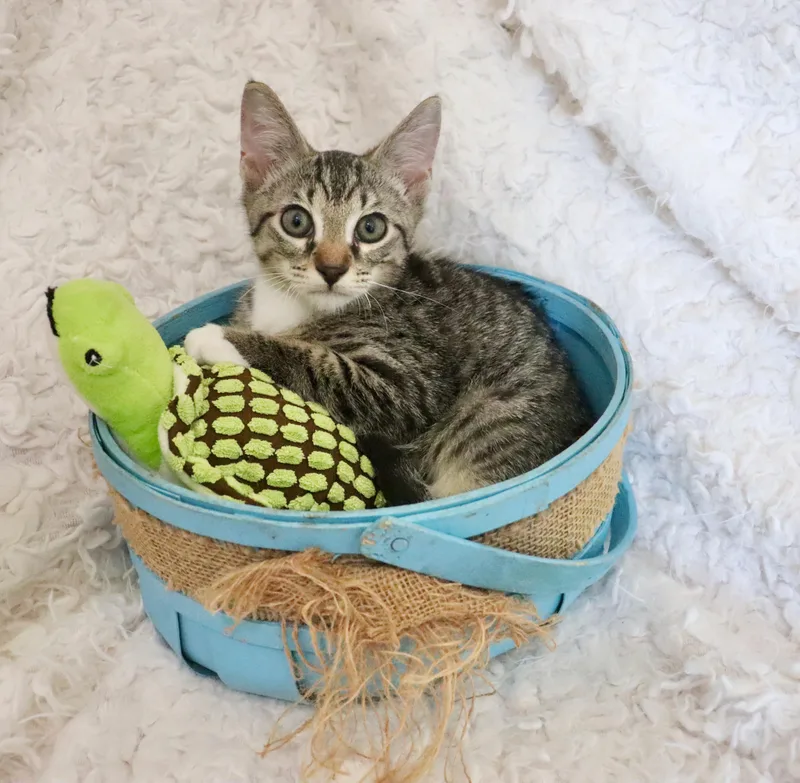 A baby medium-sized male Tabby (Buff / Tan / Fawn) Exotic Shorthair cat named Roscoe for adoption in Saint Augustine, FL
