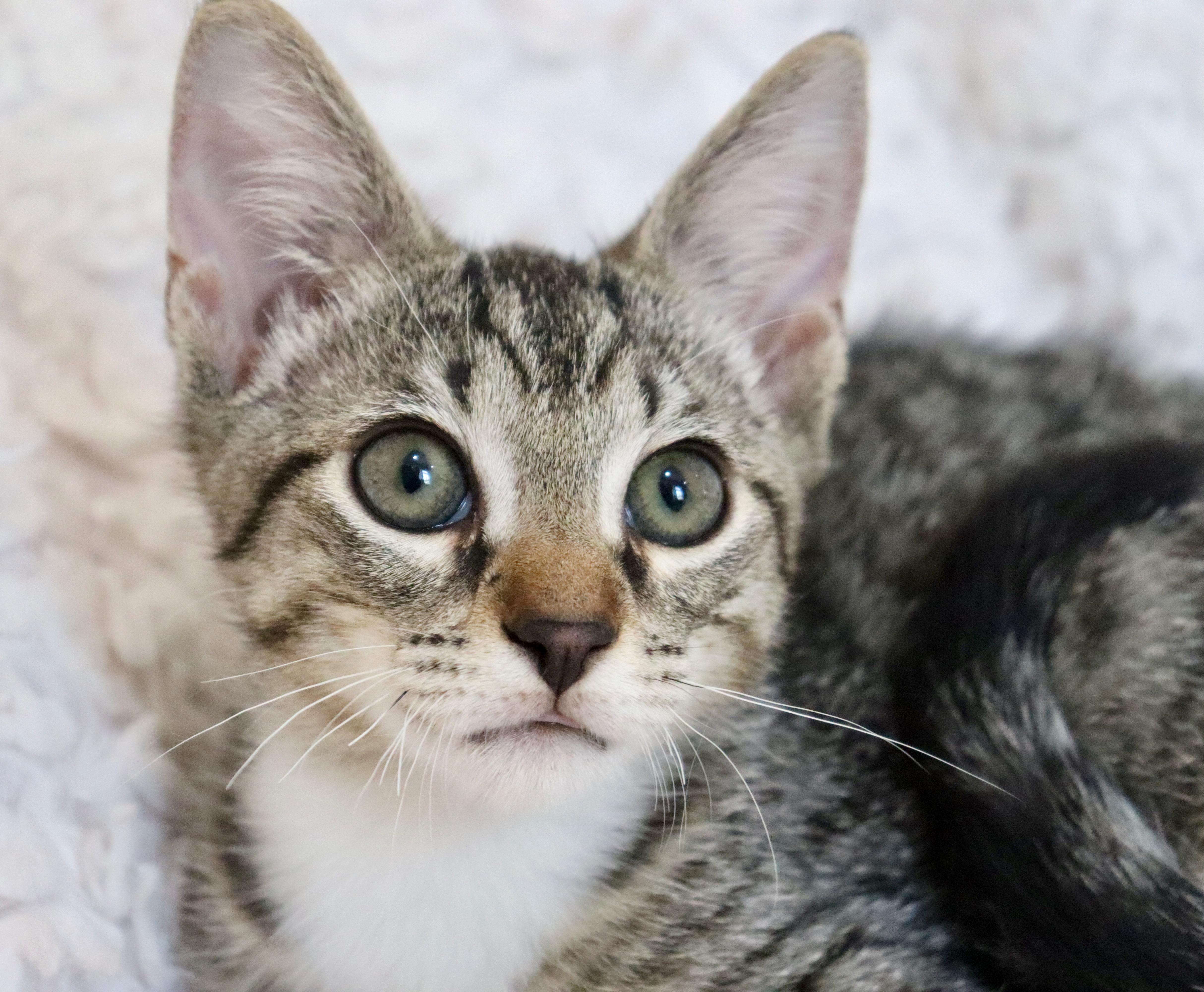Roscoe thumbnail 2