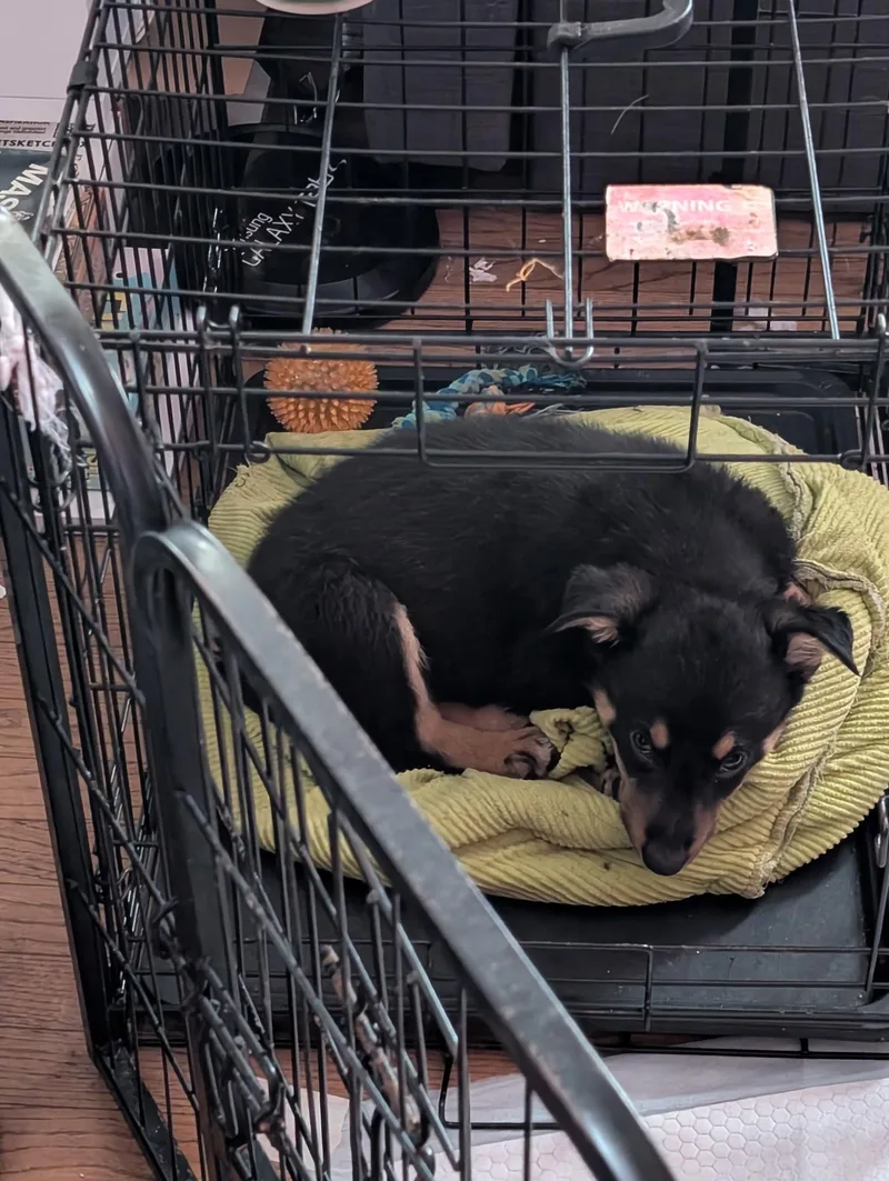 A baby large-sized female German Shepherd Dog dog named Leta for adoption in St. Louis, MO