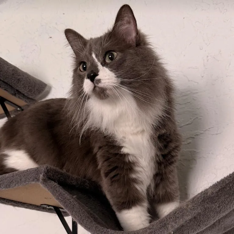 An adult small-sized male Gray / Blue / Silver Domestic Long Hair cat named Hex for adoption in Layton, UT