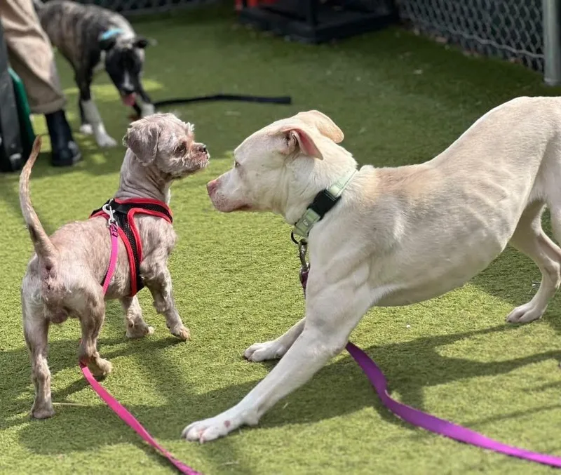 Brewster thumbnail 2