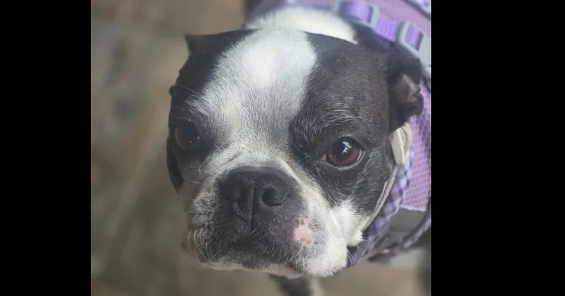 An adult small-sized female Tricolor (Brown, Black, & White) Boston Terrier dog named Peanut for adoption in Dallas, TX