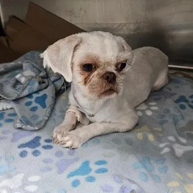 A young small-sized male White / Cream Mixed Breed dog named Cappo for adoption in Westhampton, NY