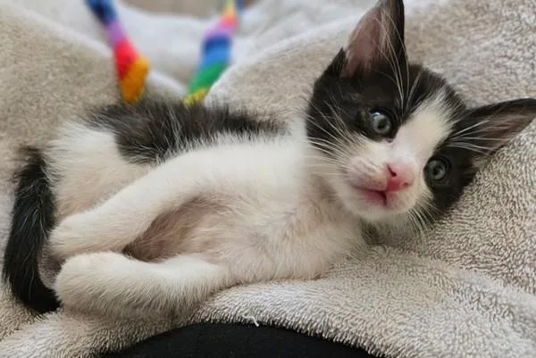 A baby small-sized male Domestic Short Hair cat named Kyle for adoption in Novato, CA