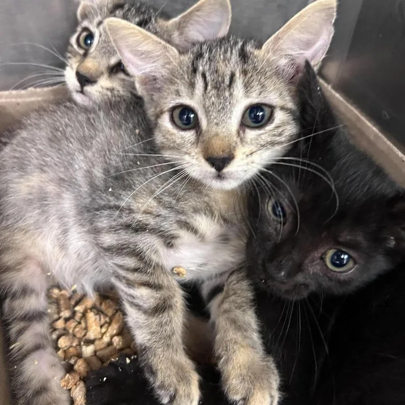 A baby small-sized male Brown / Chocolate Domestic Short Hair cat named Aztec for adoption in Bastrop, TX
