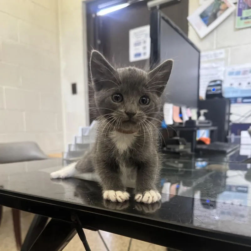 A young medium-sized male Gray / Blue / Silver Domestic Short Hair cat named Peebee for adoption in Auburn, AL