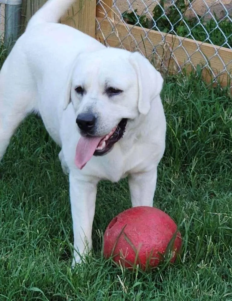 An adult large-sized male Labrador Retriever dog named Alderaan for adoption in Troy, VA
