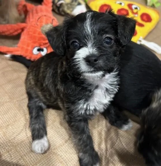 The Valentine Puppies thumbnail 2