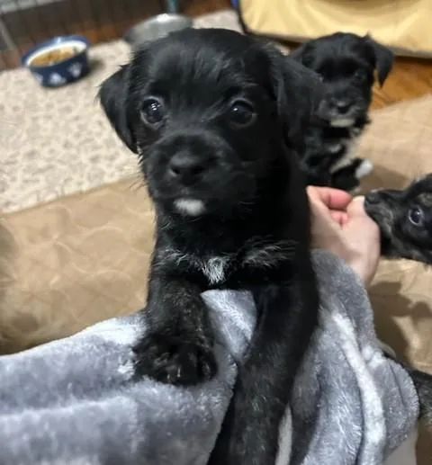 The Valentine Puppies thumbnail 3