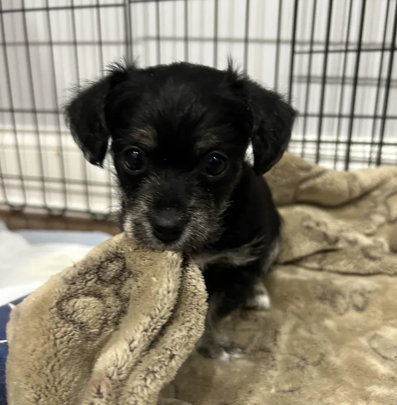 The Valentine Puppies thumbnail 4