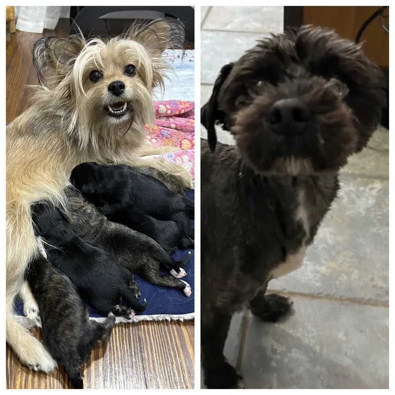 The Valentine Puppies thumbnail 5