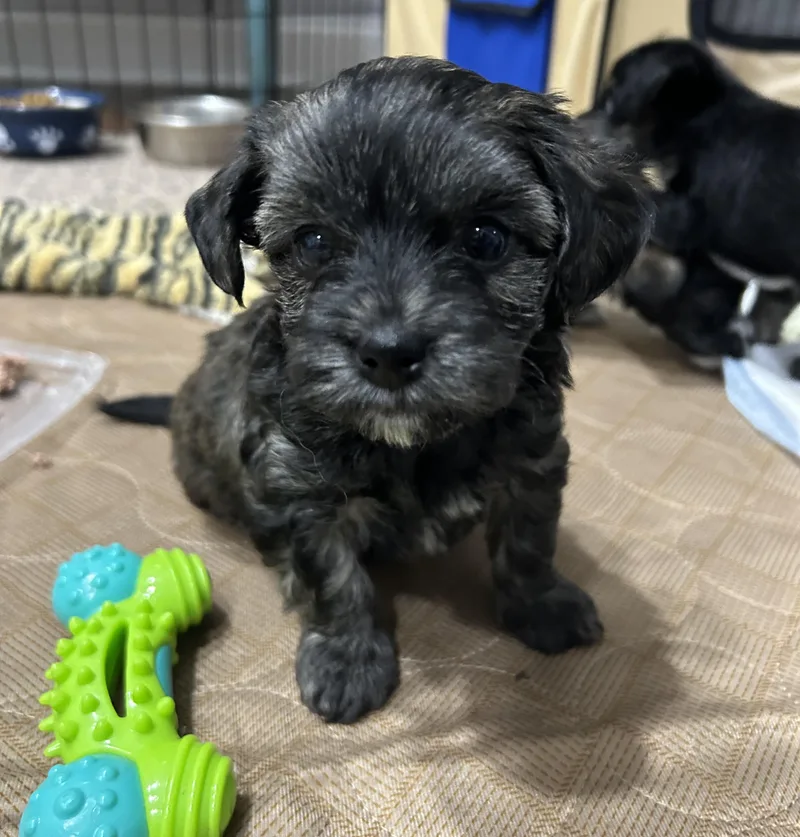 The Valentine Puppies