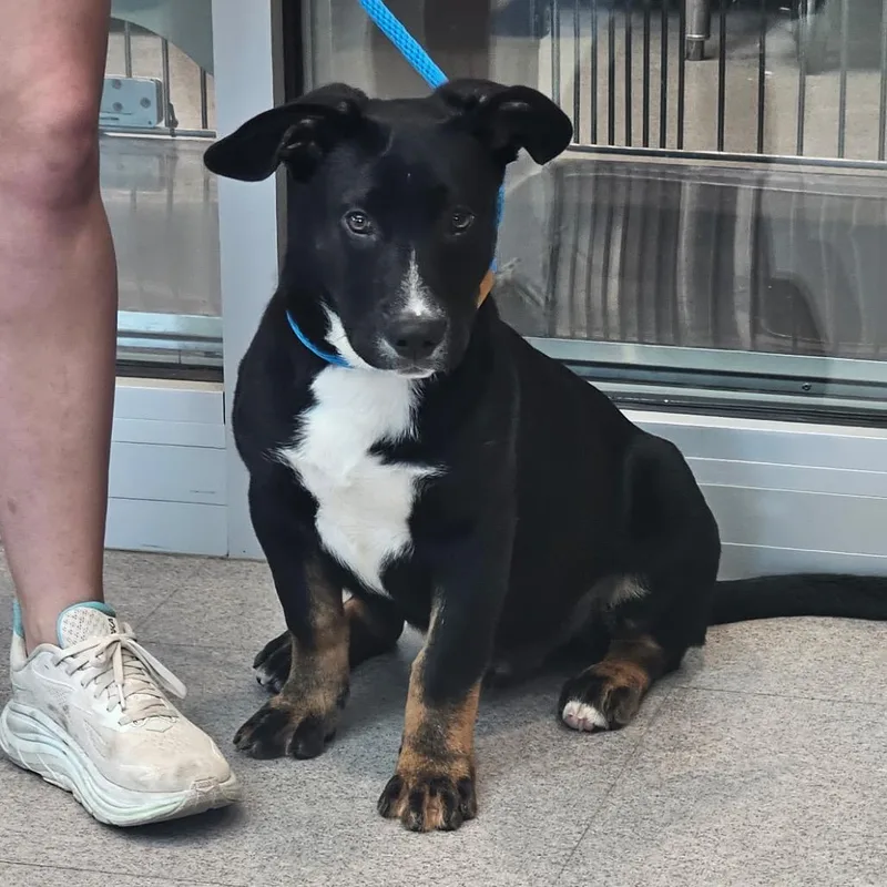A baby medium-sized male Black Mixed Breed dog named Fwt Rocky for adoption in Midland, TX