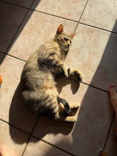 A young medium-sized female Tabby (Brown / Chocolate) Domestic Short Hair cat named Rosemary for adoption in Mokena, IL