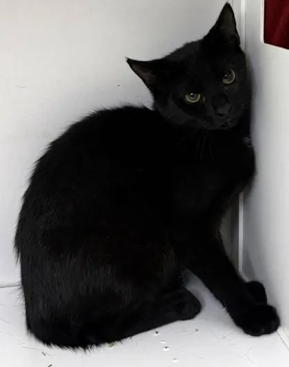 A young small-sized male Domestic Short Hair cat named Circe for adoption in Savannah, GA