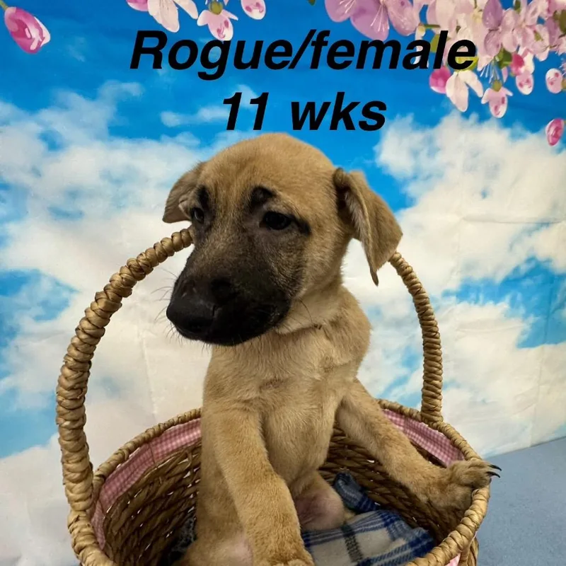 Rogue