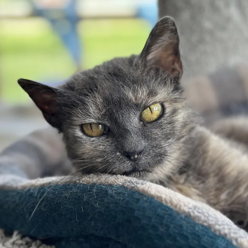 An adult medium-sized female Gray / Blue / Silver Domestic Short Hair cat named Guppy for adoption in Troy, IL
