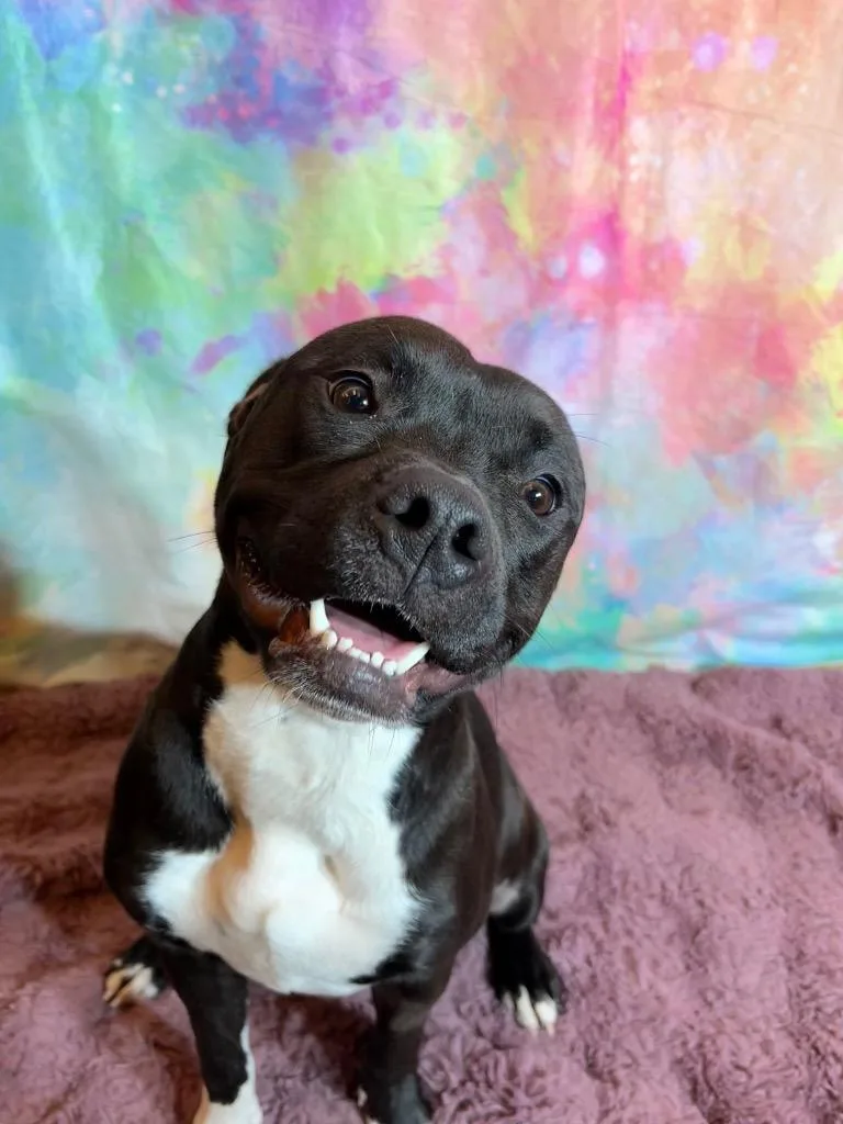 A young medium-sized female Terrier dog named Flower for adoption in Wintersville, OH