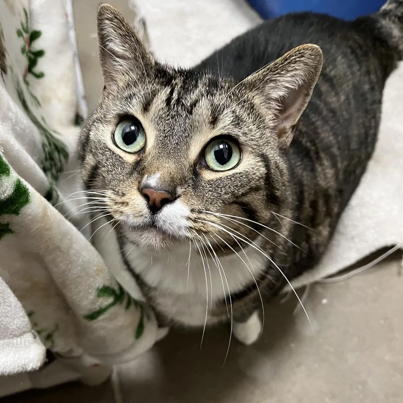 A senior extra large-sized female Brown / Chocolate Domestic Short Hair cat named Socks for adoption in York, PA