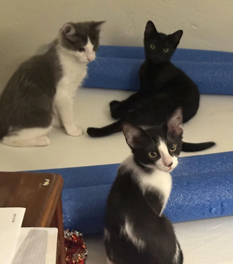 A baby medium-sized female Black & White / Tuxedo Domestic Short Hair cat named Spot for adoption in Springfield, OR
