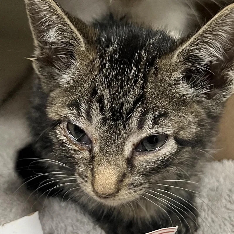 A baby small-sized female Gray / Blue / Silver Domestic Short Hair cat named Alanis for adoption in Yuma, AZ